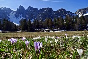 MONTE GARDENA (2117 m) dal Rif. Cimon della Bagozza, il 22 aprile 2015 - FOTOGALLERY